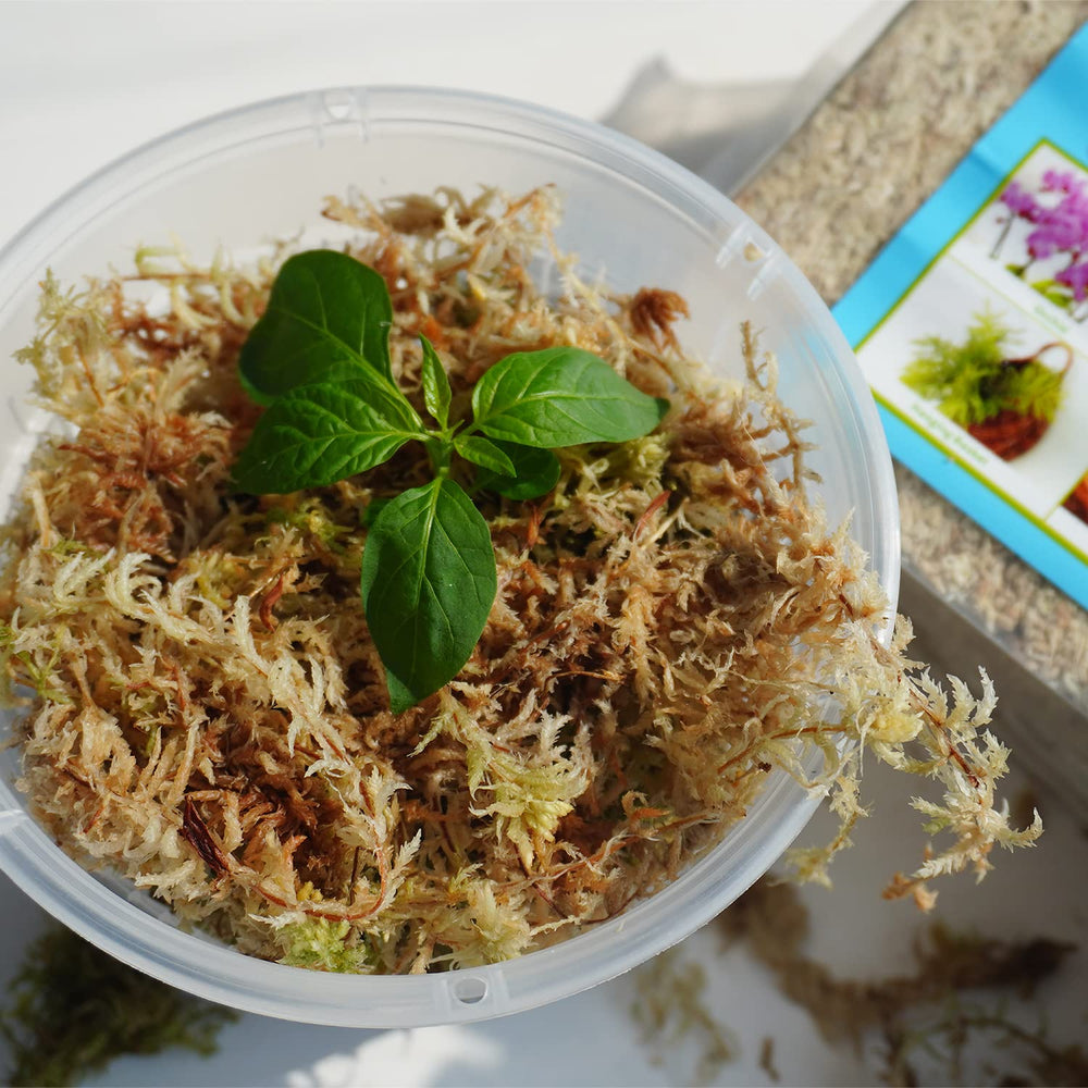 Kapecute moss texture detail showing fibers that retain moisture effectively