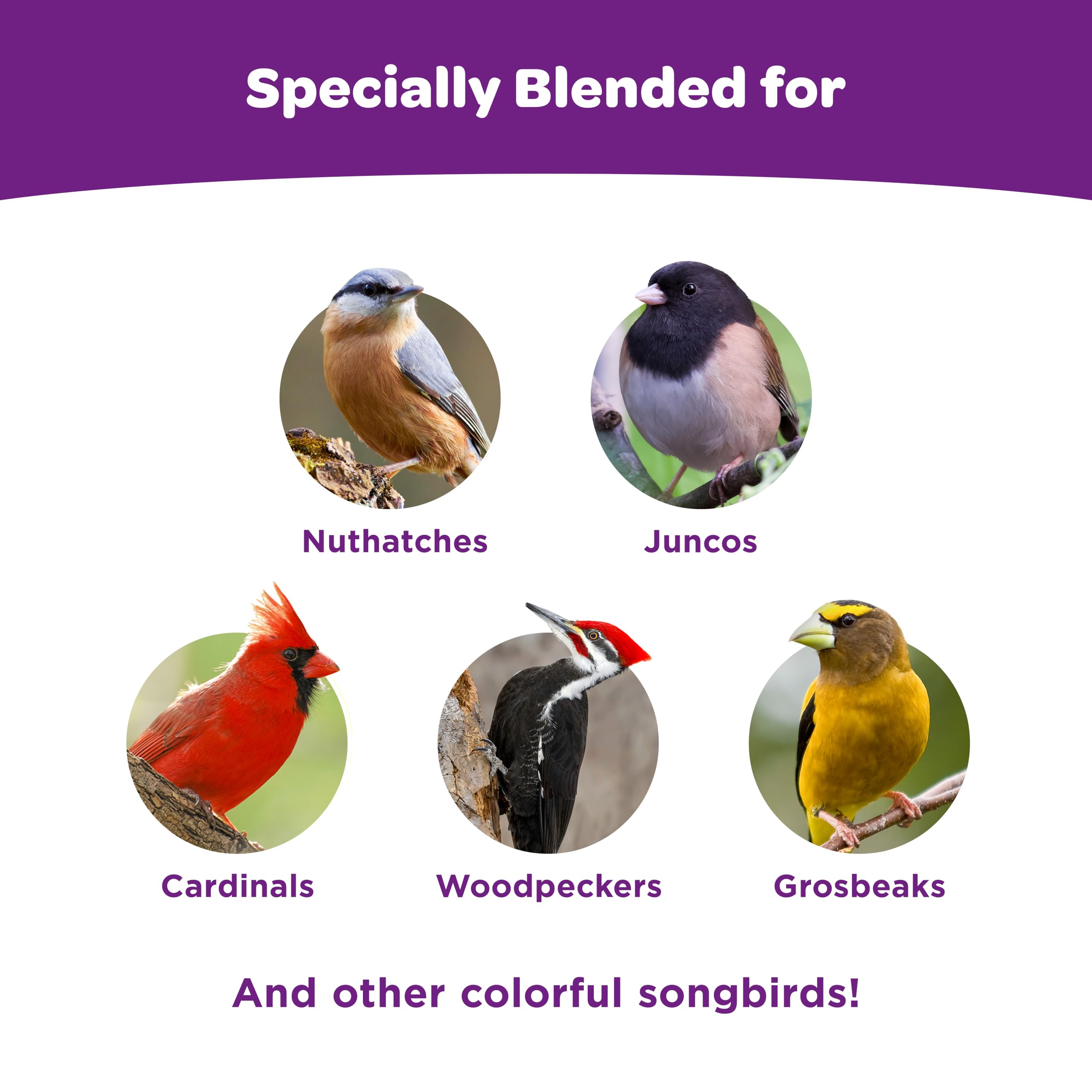 Kaytee image of a cardinal feeding on cake illustrating attraction of colorful birds