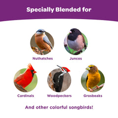 Kaytee image of a cardinal feeding on cake illustrating attraction of colorful birds