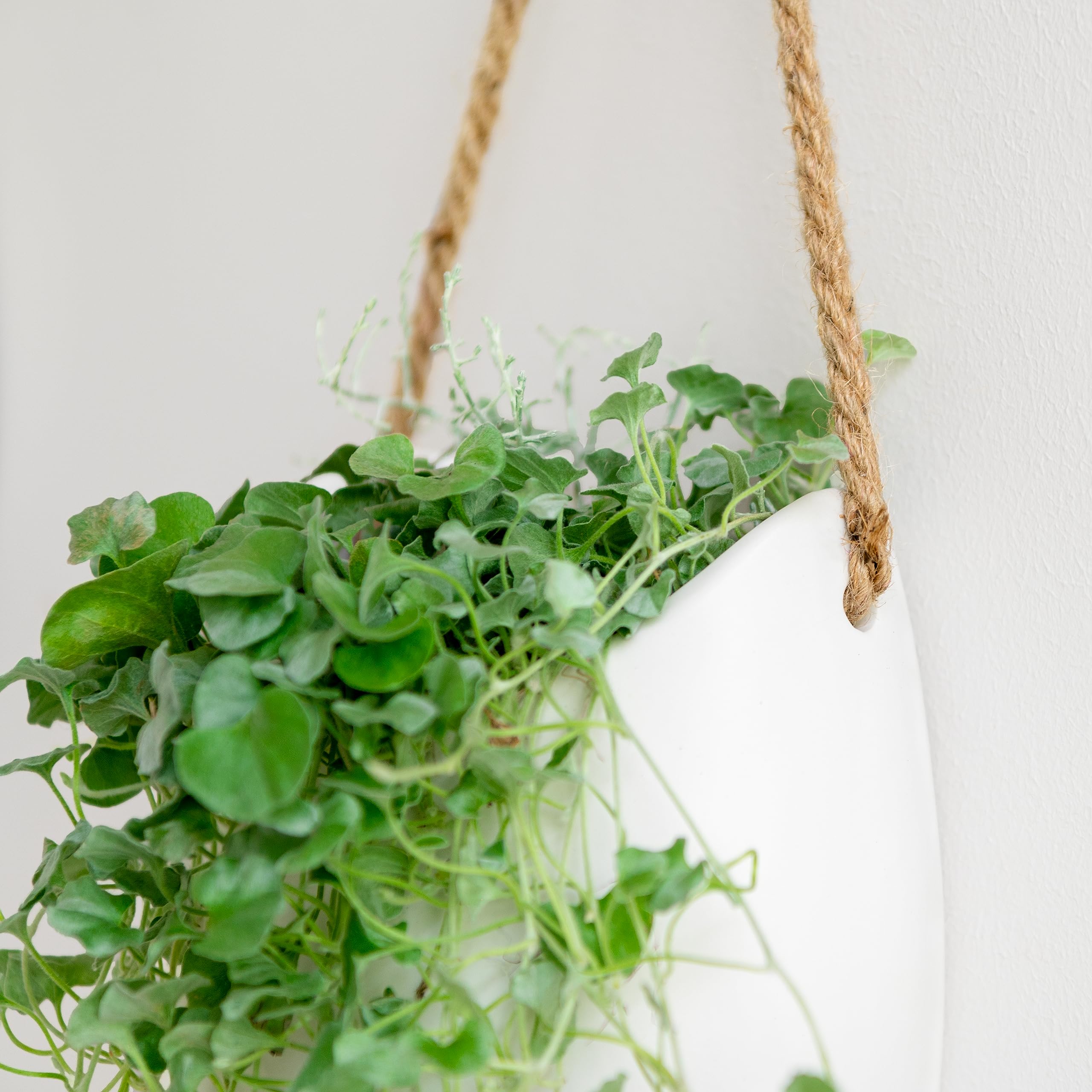 Kazai Ellie mounted with succulents demonstrating easy display and attractive greenery