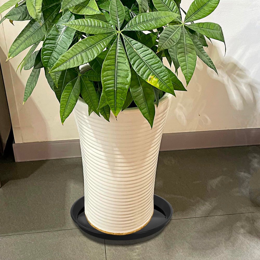 Kichwit saucer beside ruler showing scale to confirm pot fit and sizing