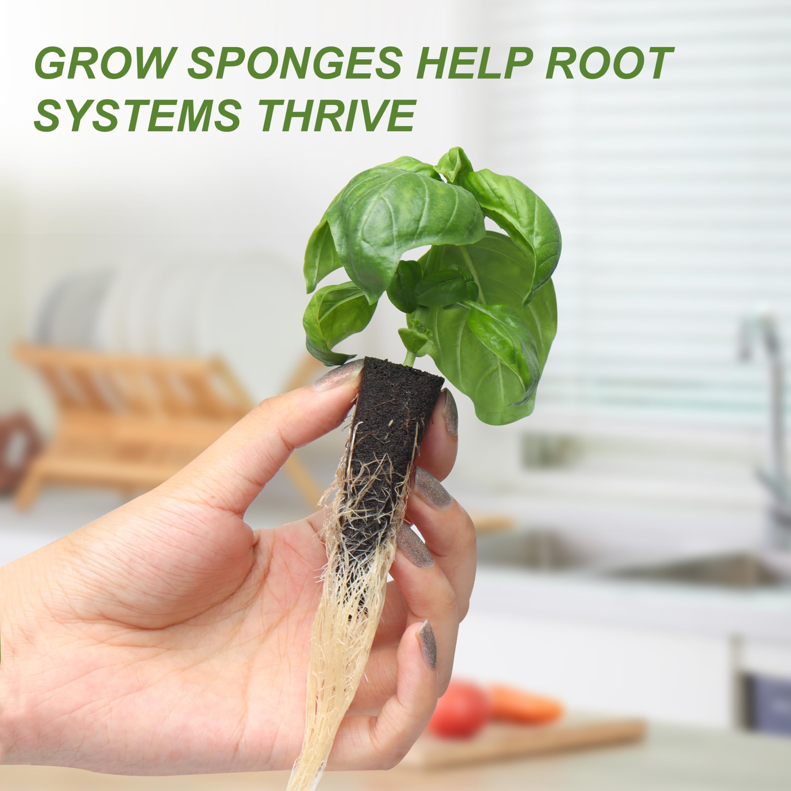 Kiicii seedling growing in a bucket illustrating healthy early development benefit