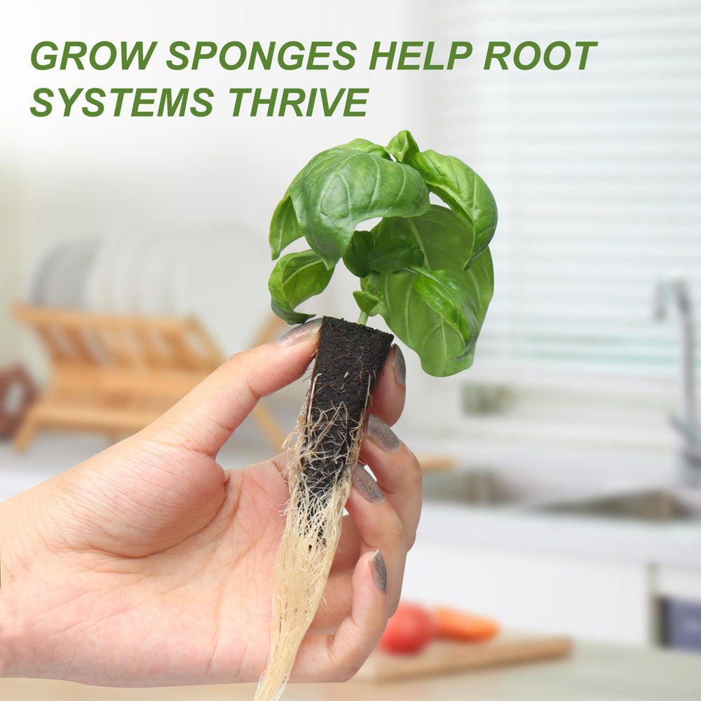 Kiicii seedling growing in a bucket illustrating healthy early development benefit