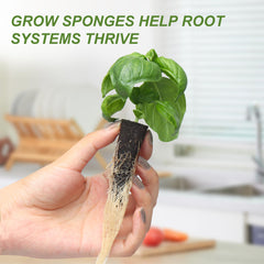 Kiicii seedling growing in a bucket illustrating healthy early development benefit