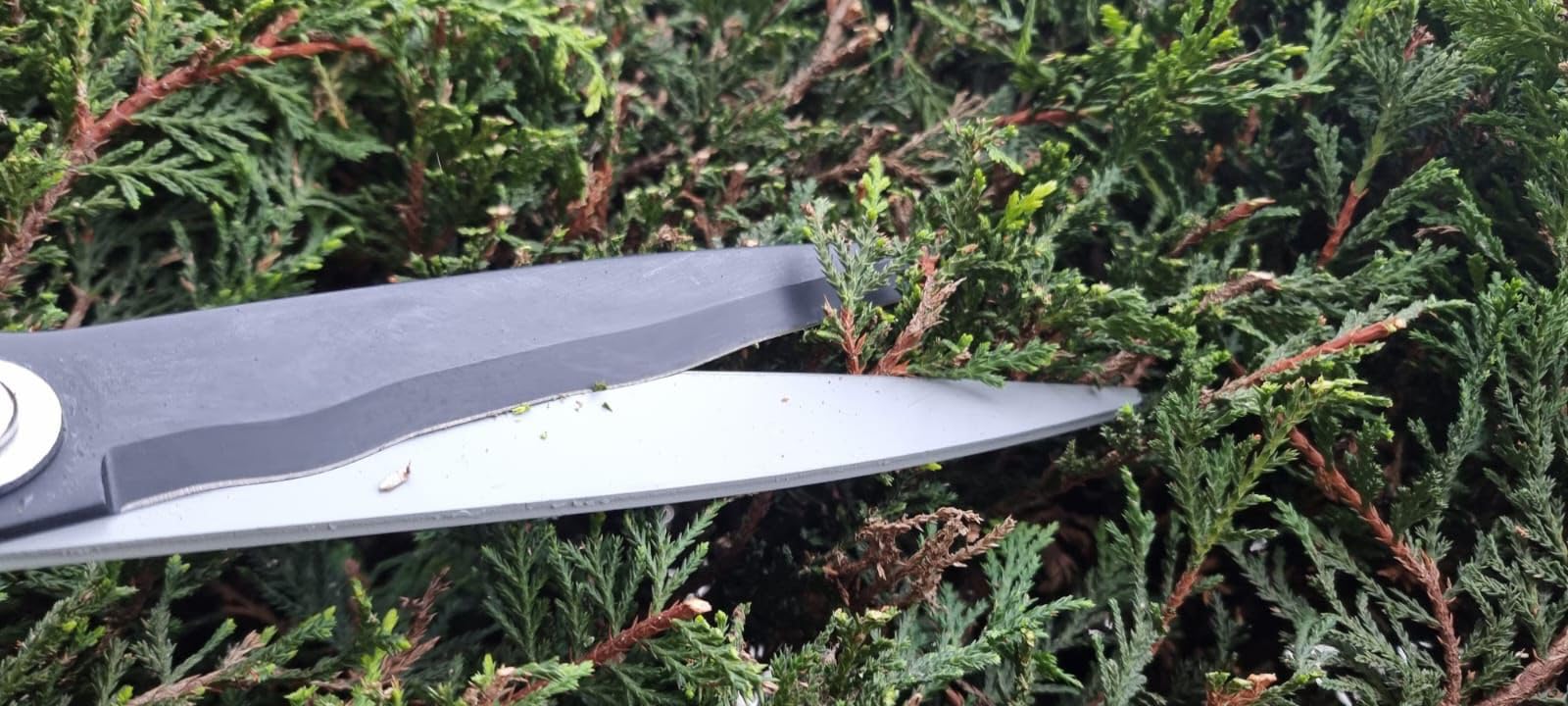 Kimura Pro shears in a garden setting showing professional performance for gardeners
