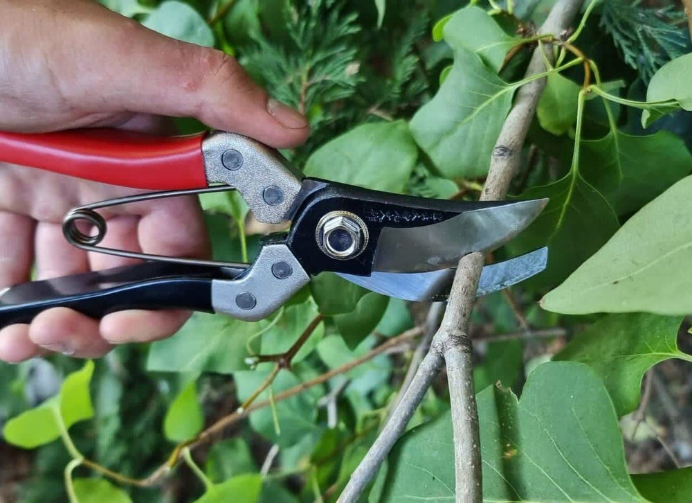 Kimura shears beside a ruler to illustrate maximum cutting capacity and scale