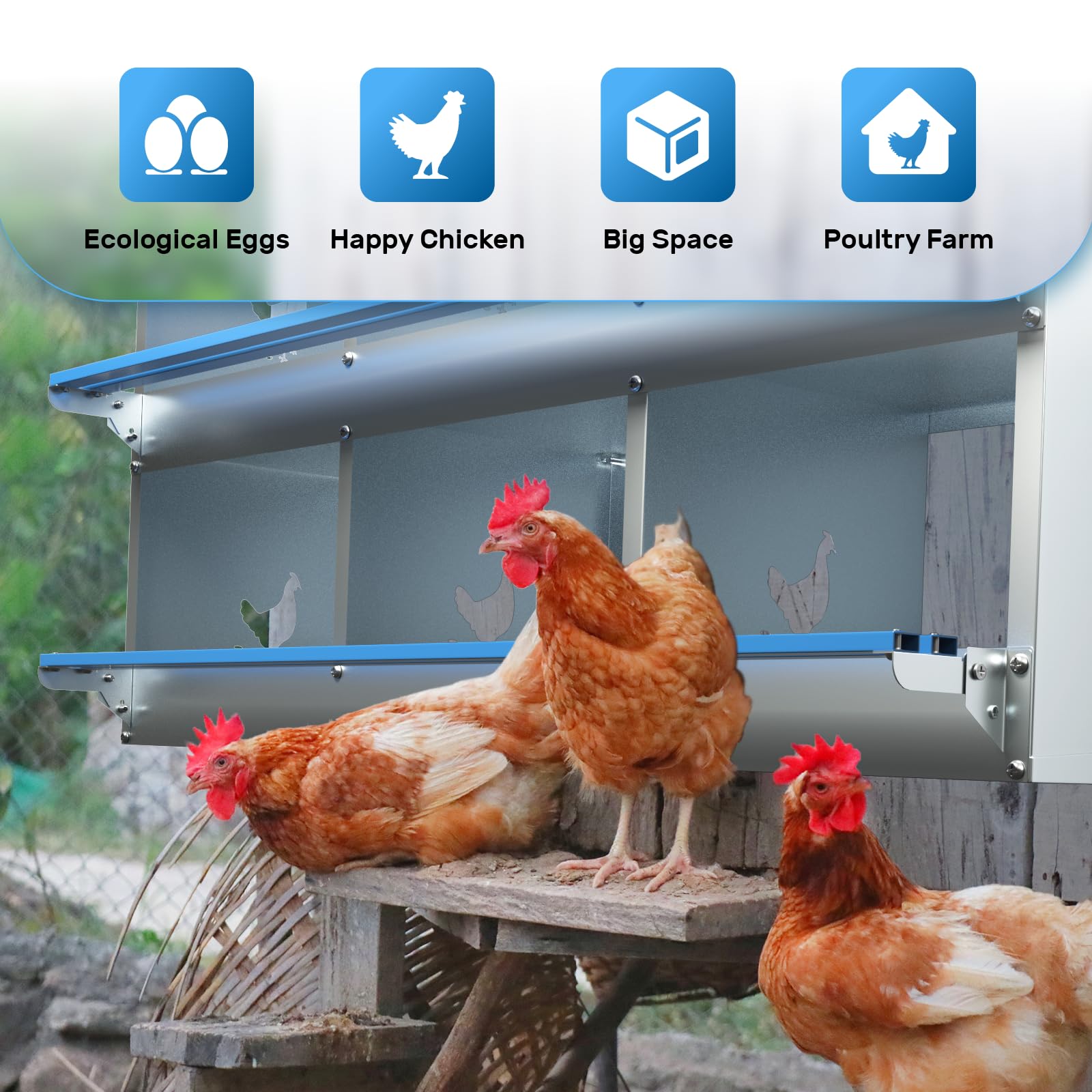 Kinchoix wall-mounted in coop showing convenient access height for collectors