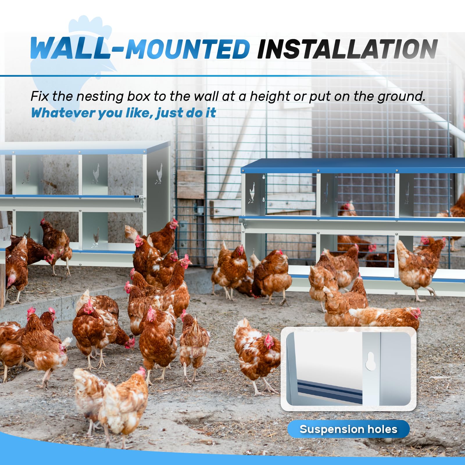 Kinchoix beside adult hen showing scale and comfortable nesting space benefit