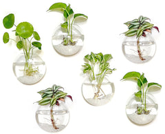 Kingbuy front packaging showing six glass planters and included hooks, ready to gift