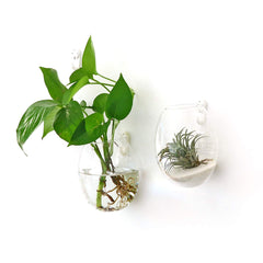 Kingbuy hanging planters displayed on a living room wall adding vertical greenery and decor appeal