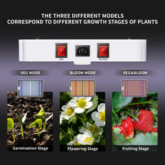 KINGPLUS KingLED KP3000 installed inside 4x4 grow tent producing uniform canopy light