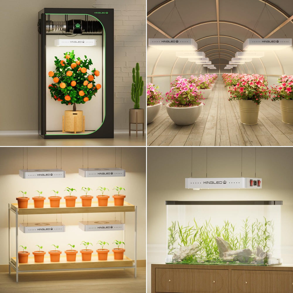 KINGPLUS KingLED KP3000 size comparison next to potted plant showing coverage and scale
