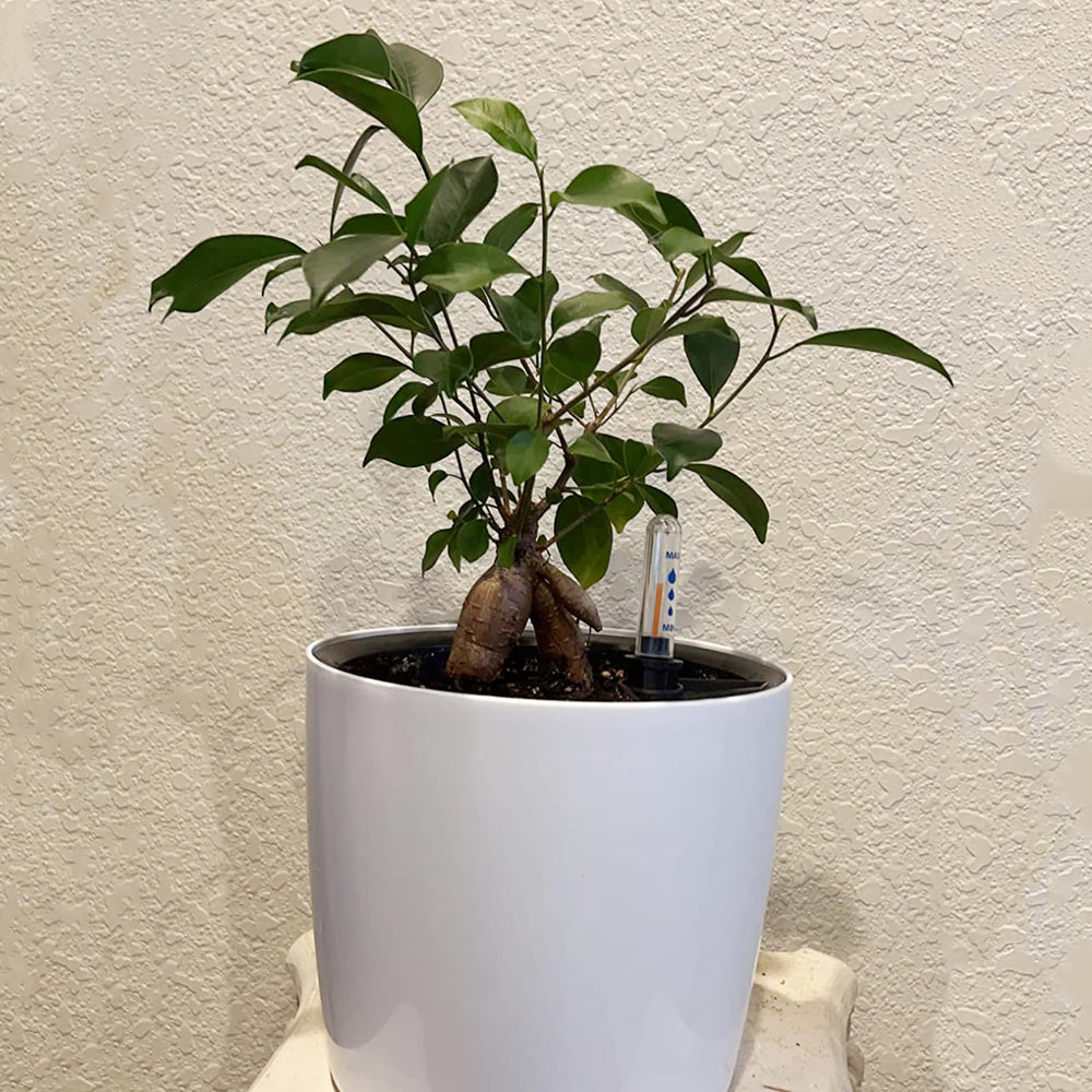 KINJOEK lifestyle balcony display of multiple pots creating cohesive decor