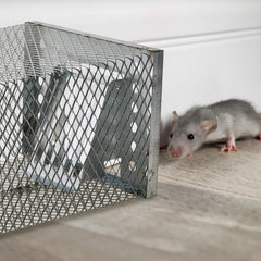 Kittmip trap in use with bait demonstrating effective capture