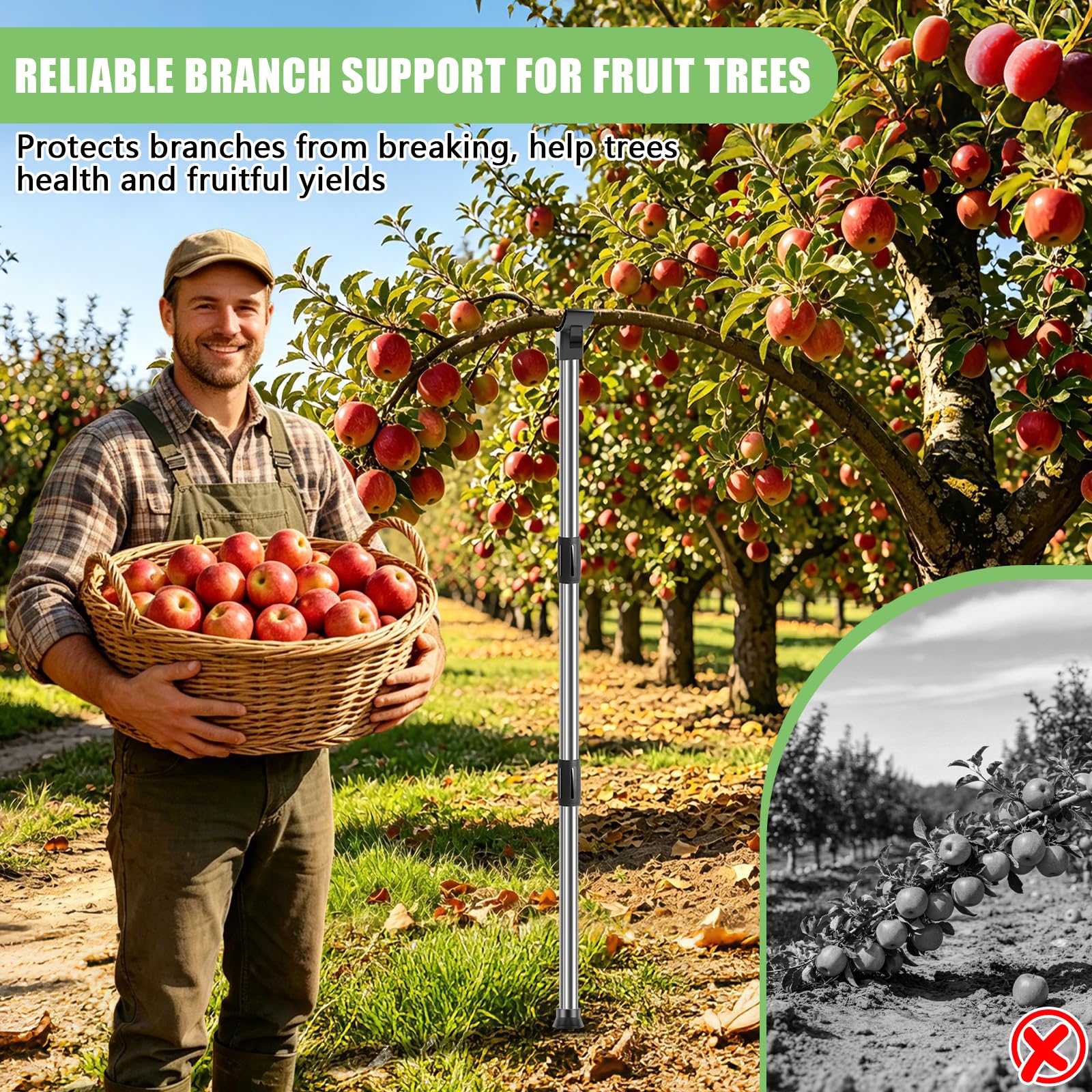 KJX lifestyle backyard orchard scene showing supports protecting multiple trees