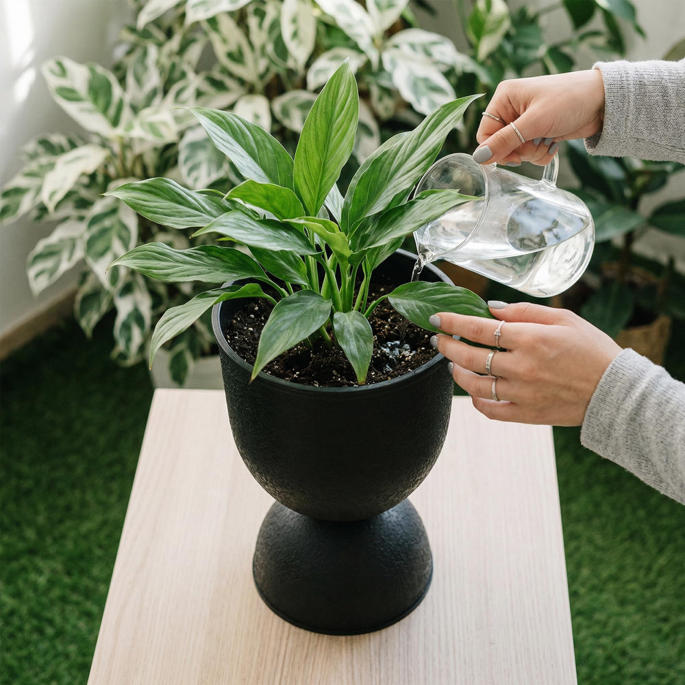 KOL indoor living room display with plant showing decorative versatility