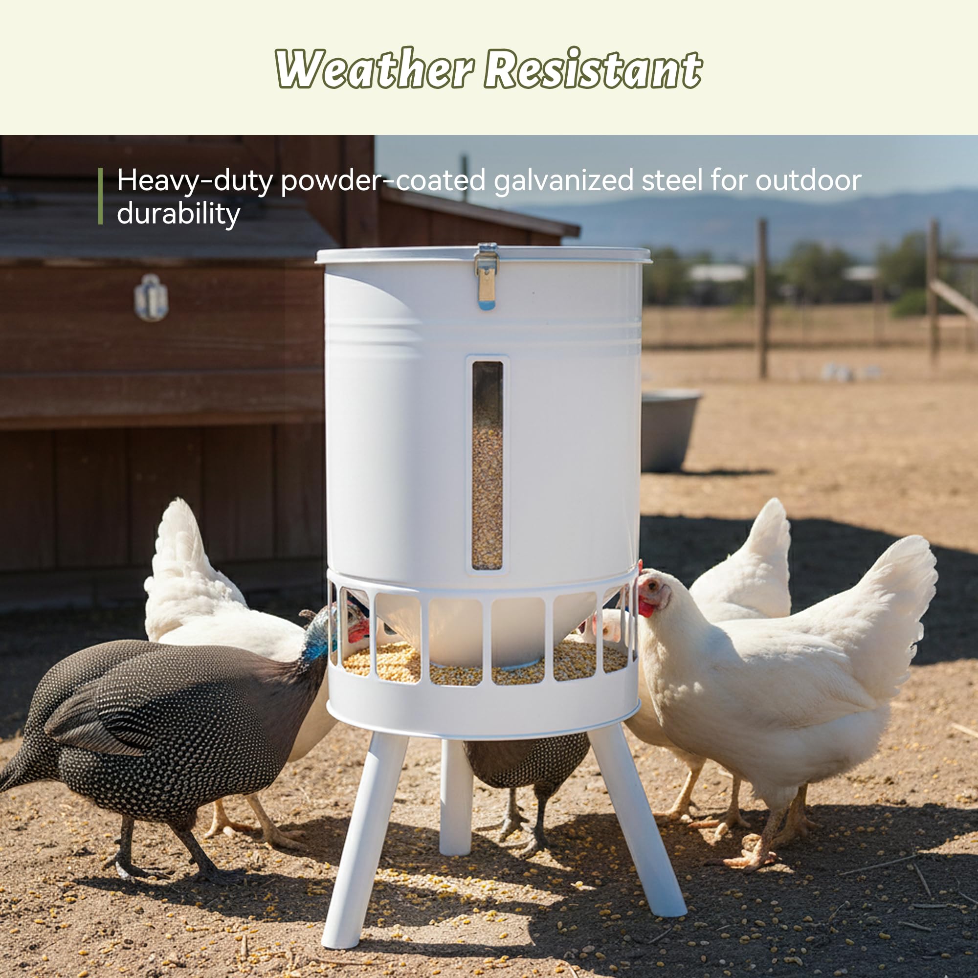 KOL waterer beside hen showing size and capacity for fewer refills