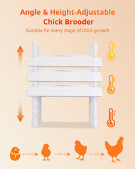 KONYXALU chicks under plate demonstrating hen-like warmth and calm behavior
