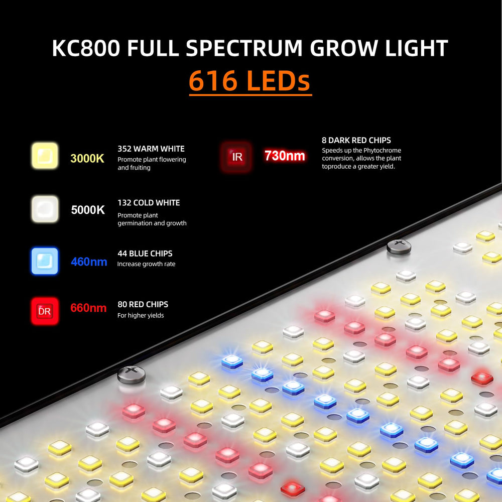 KOSCHEAL KC800 daisy-chain connection demonstrating tidy multi-light expansion