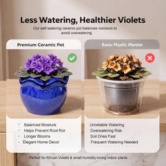 krayce Serenya planted with African violet demonstrating healthy leaves and blooms