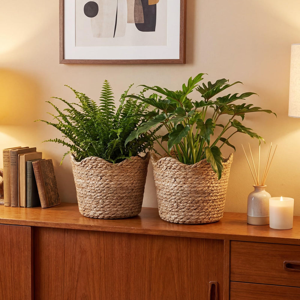 Kritkin next to hand to show scale and suitability for medium pots benefit