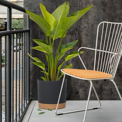 kubvici planter holding snake plant on shelf for stylish indoor display