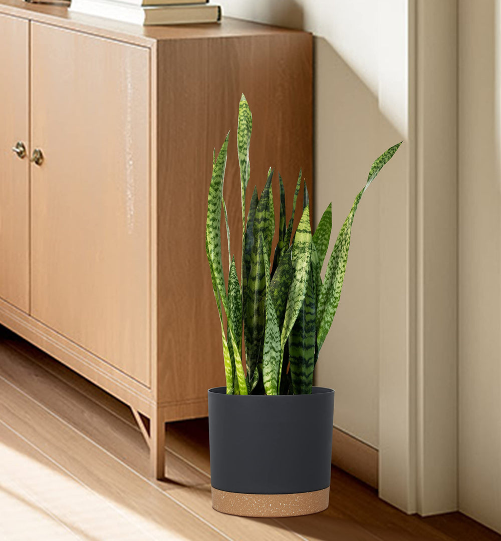 kubvici pot filled with soil and plant showing ready-to-use convenience