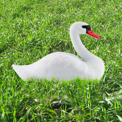 Kuuleyn swan in pond by reeds illustrating attractive garden use