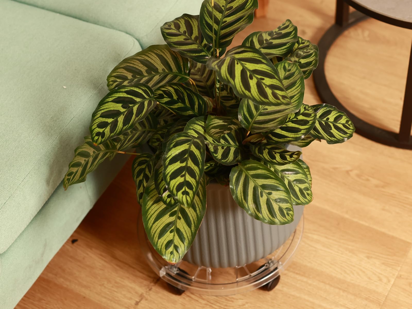 kvyusflourish outdoor patio pot on dolly protecting deck and simplifying movement