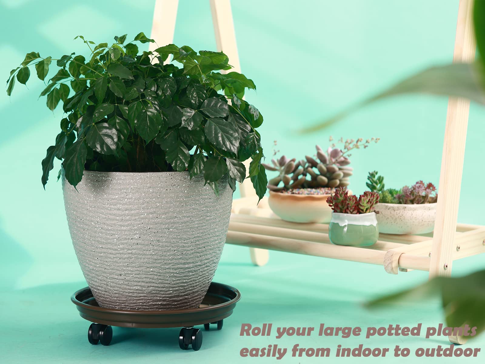 KvyusFlourish plant on caddy indoors for easy moving and floor protection