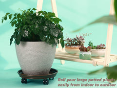 KvyusFlourish plant on caddy indoors for easy moving and floor protection