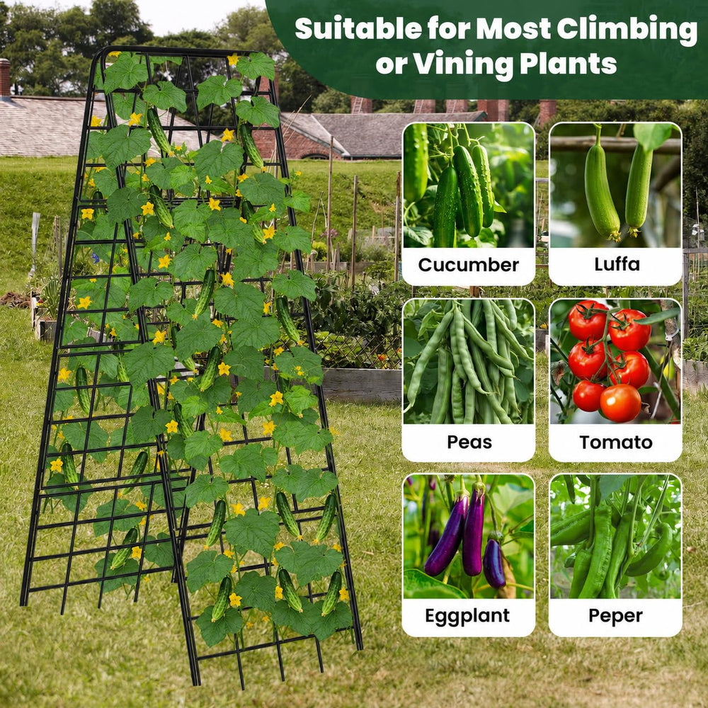 Kweetle gardener harvesting cucumbers from supported vines showing tidy produce
