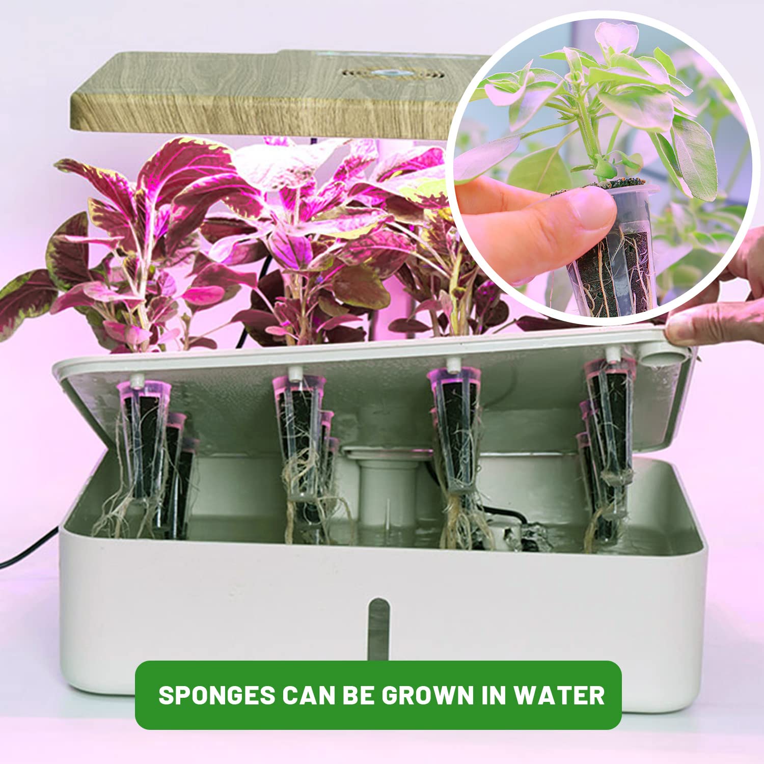 KXCOFTXI young herb seedlings started indoors showing healthy growth