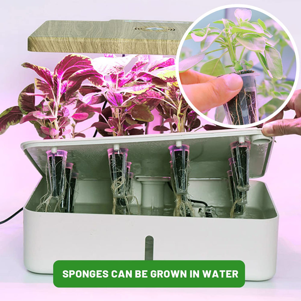 KXCOFTXI young herb seedlings started indoors showing healthy growth