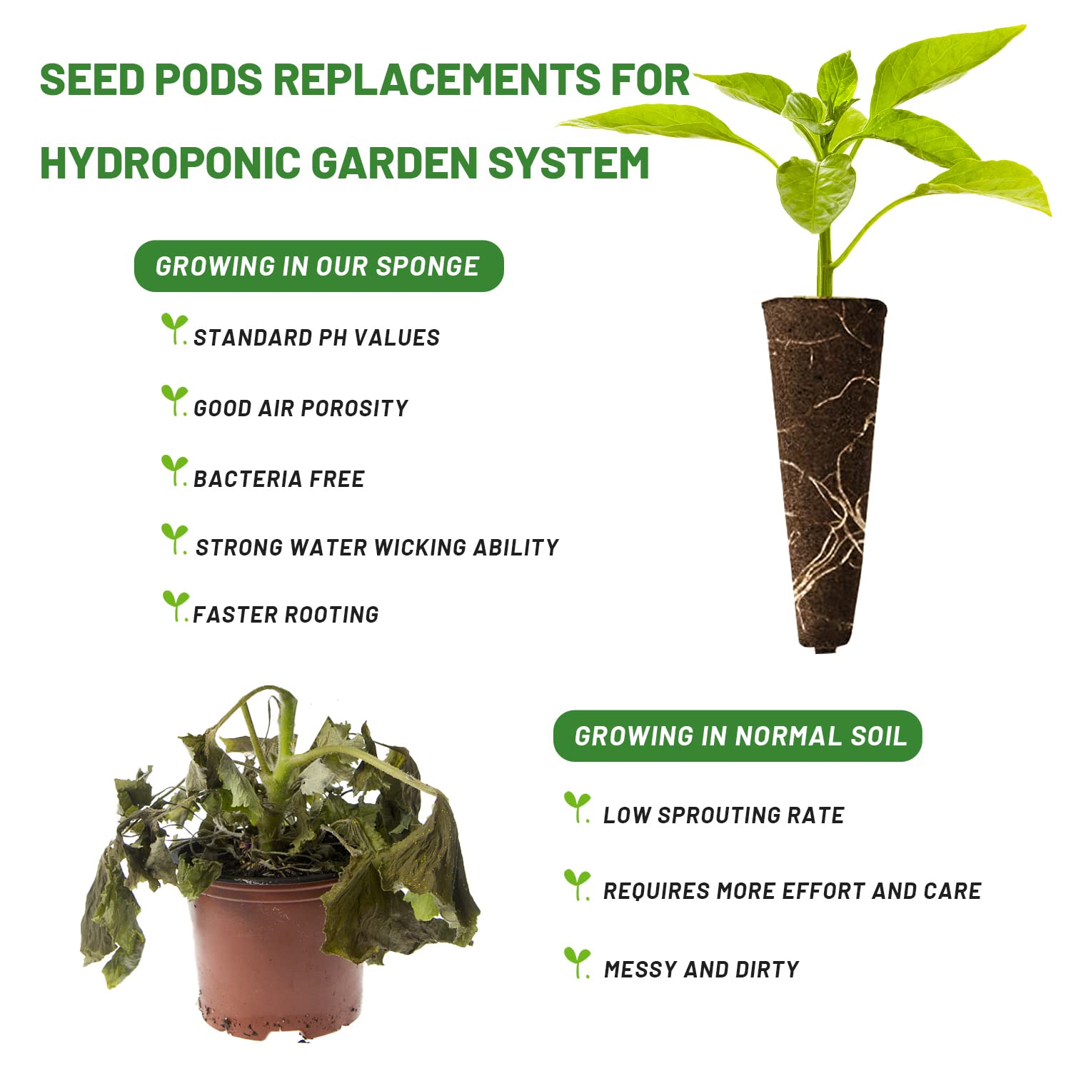 KXCOFTXI plug transplanted into soil comparing root-ready size