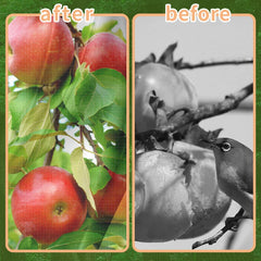 KYRGEU hands using zipper to harvest fruit quickly and safely