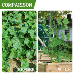 Kyrieval installed in a raised bed supporting climbing cucumbers benefit