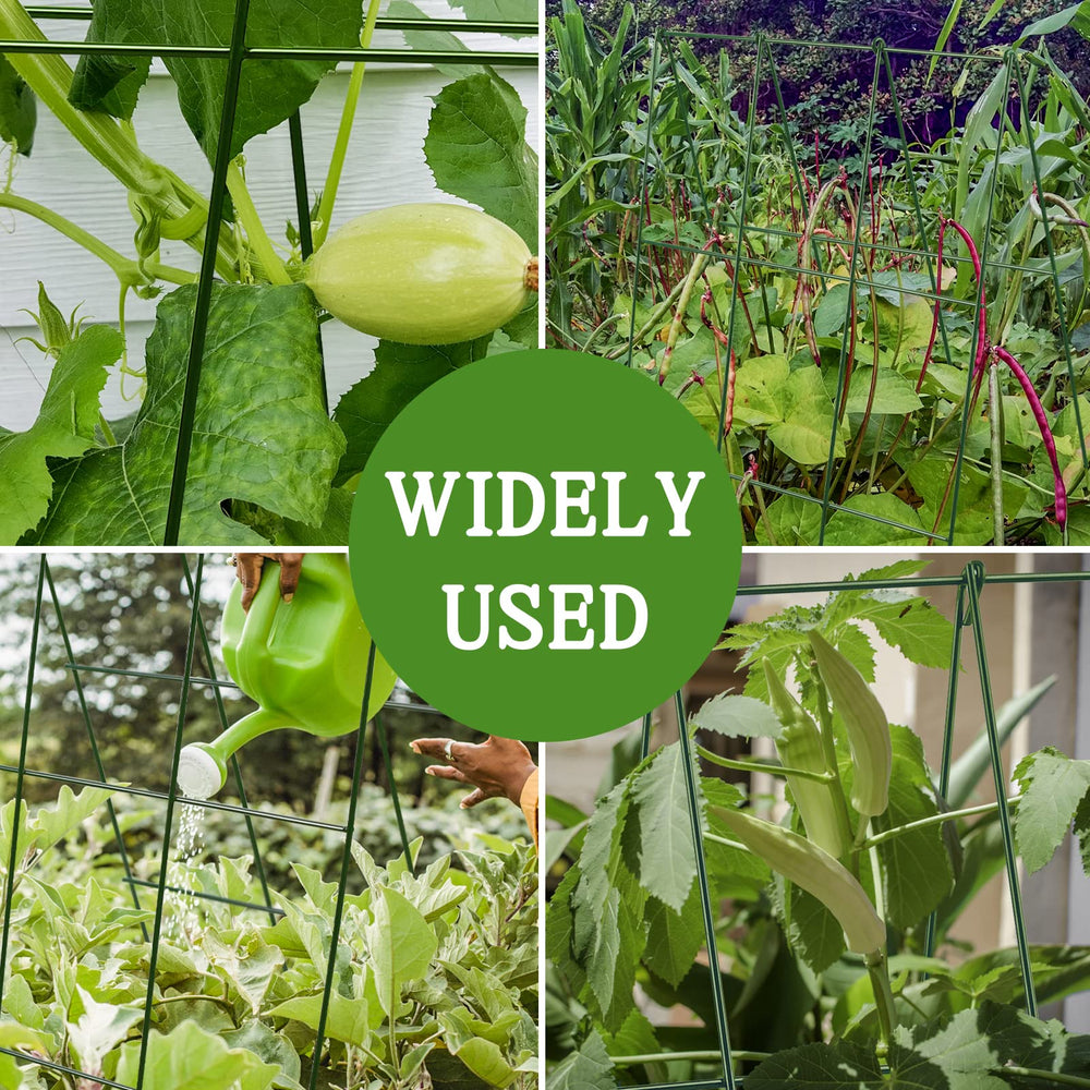 Kyrieval in a balcony garden showing tidy vertical growth benefit