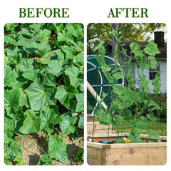 Kyrieval trellis installed in a raised bed supporting vines, saves ground space