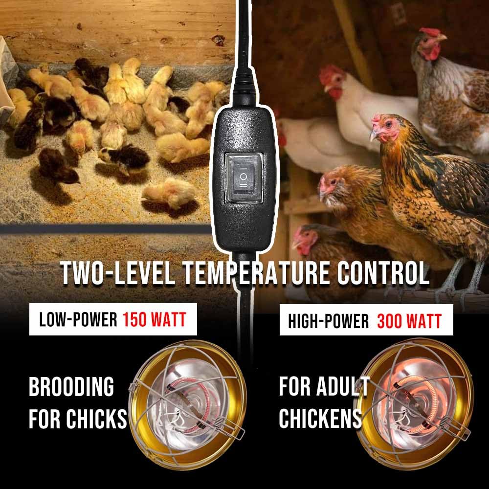 Labodey installed in coop with chicks illustrating consistent comfortable warmth