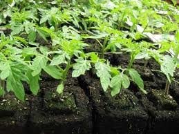 Ladbrooke gardener using blocker showing real-world ease and consistency