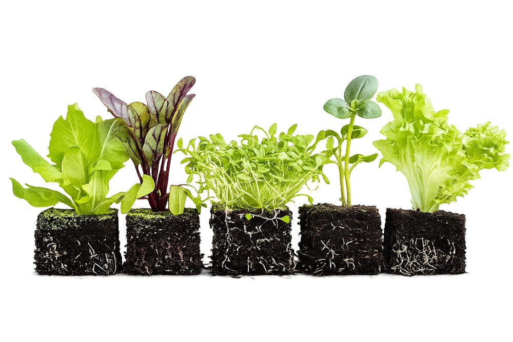 Ladbrooke tray with nested blocks and seedlings showing no-pot growth