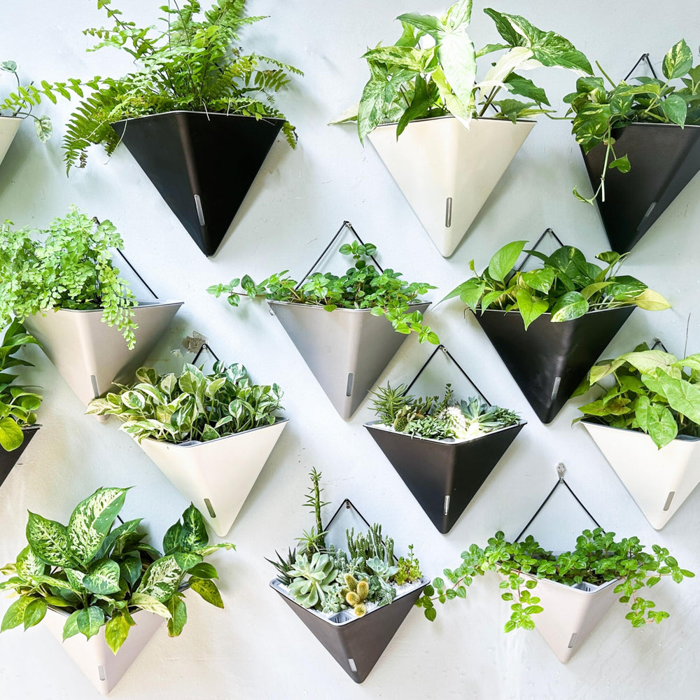 LáLáGreen grouped four pack creating a vertical living wall for design impact
