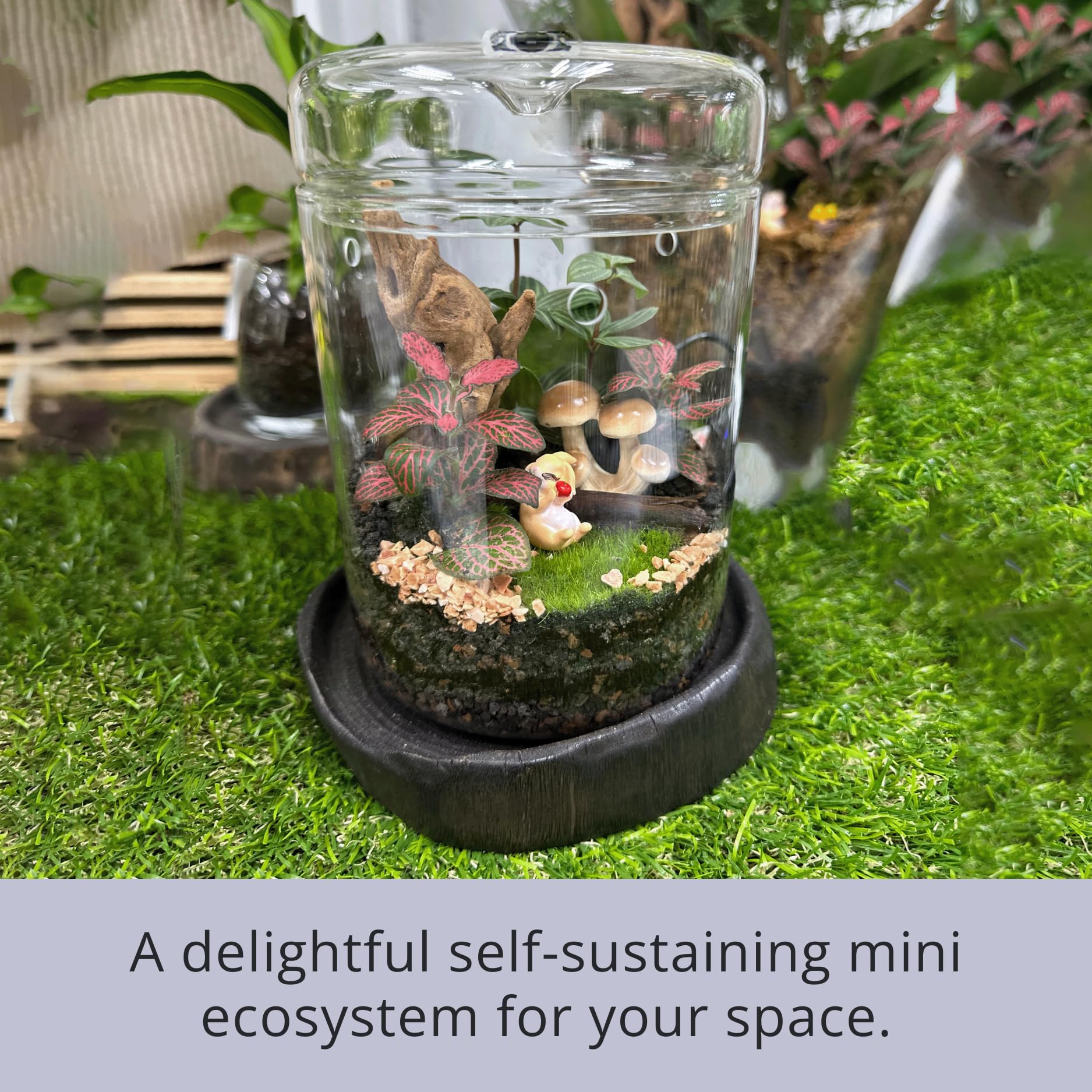 LáLáGreen terrarium on kitchen counter adding natural decor and freshness