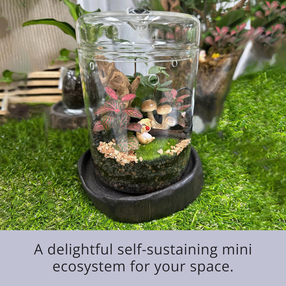 LáLáGreen terrarium on kitchen counter adding natural decor and freshness