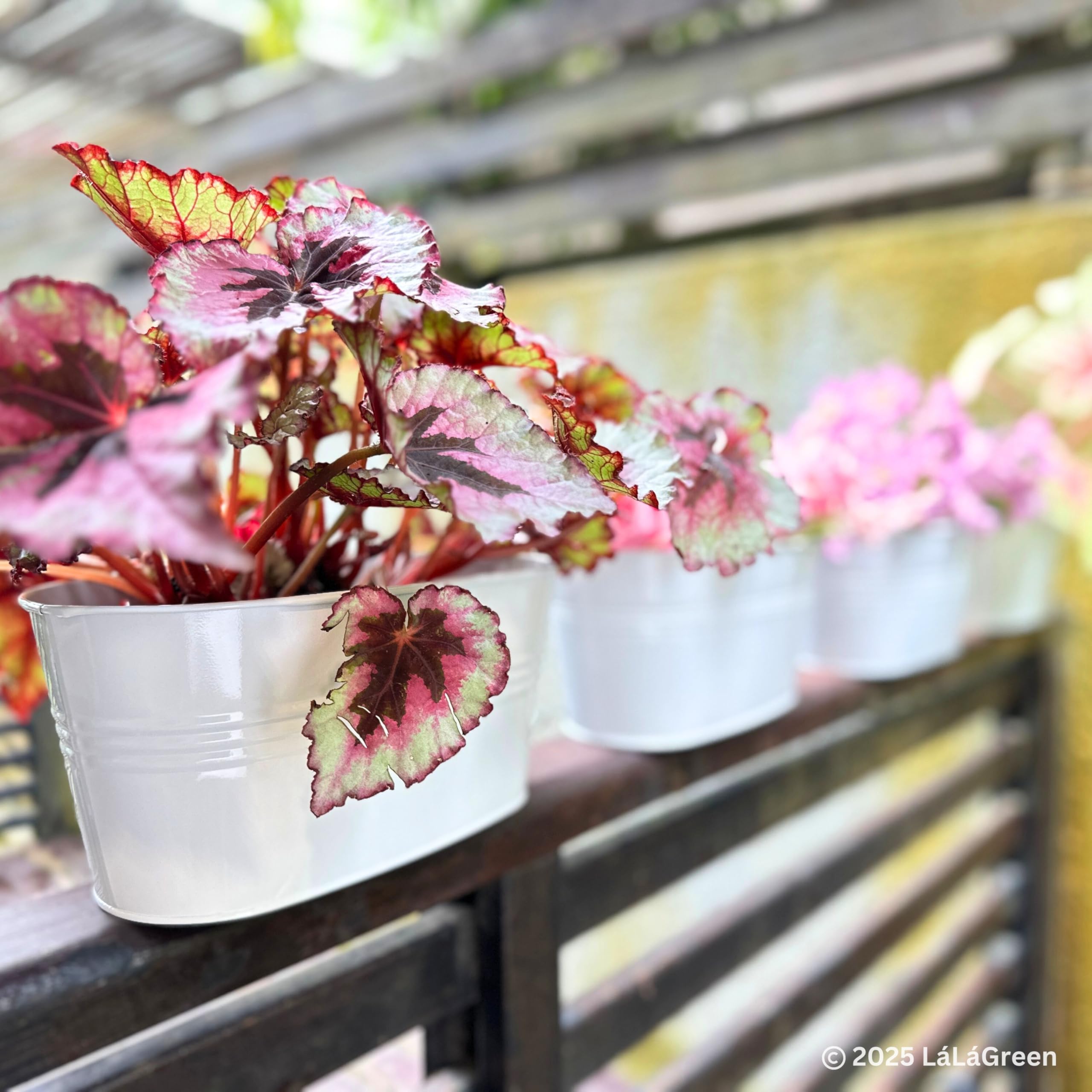 LáLáGreen lifestyle shot on patio creating charming outdoor decoration