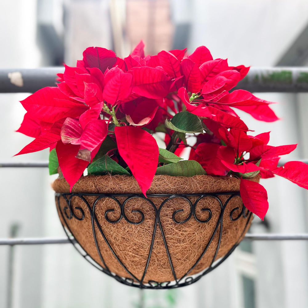 LáLáGreen planter hung on a railing with S-hook hardware showing simple installation option