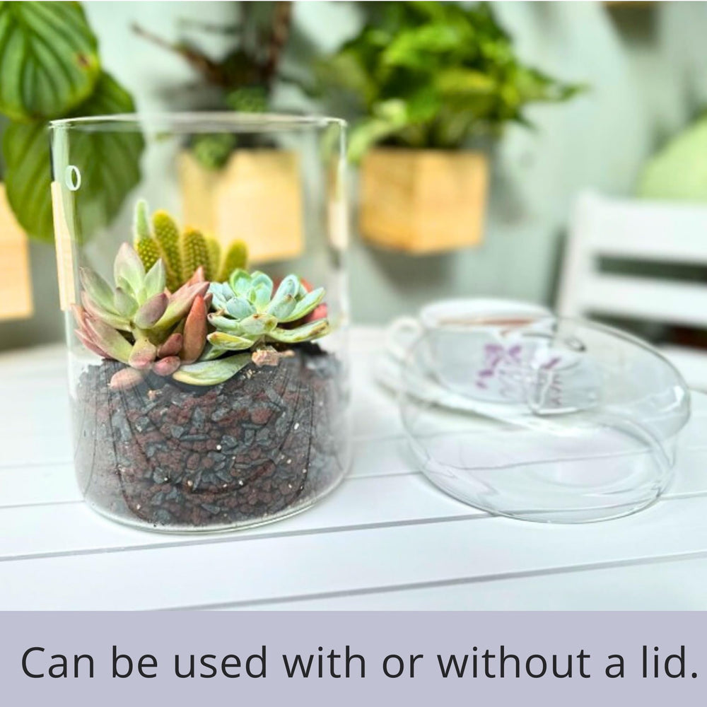 LáLáGreen terrarium on office desk improving workspace greenery and focus