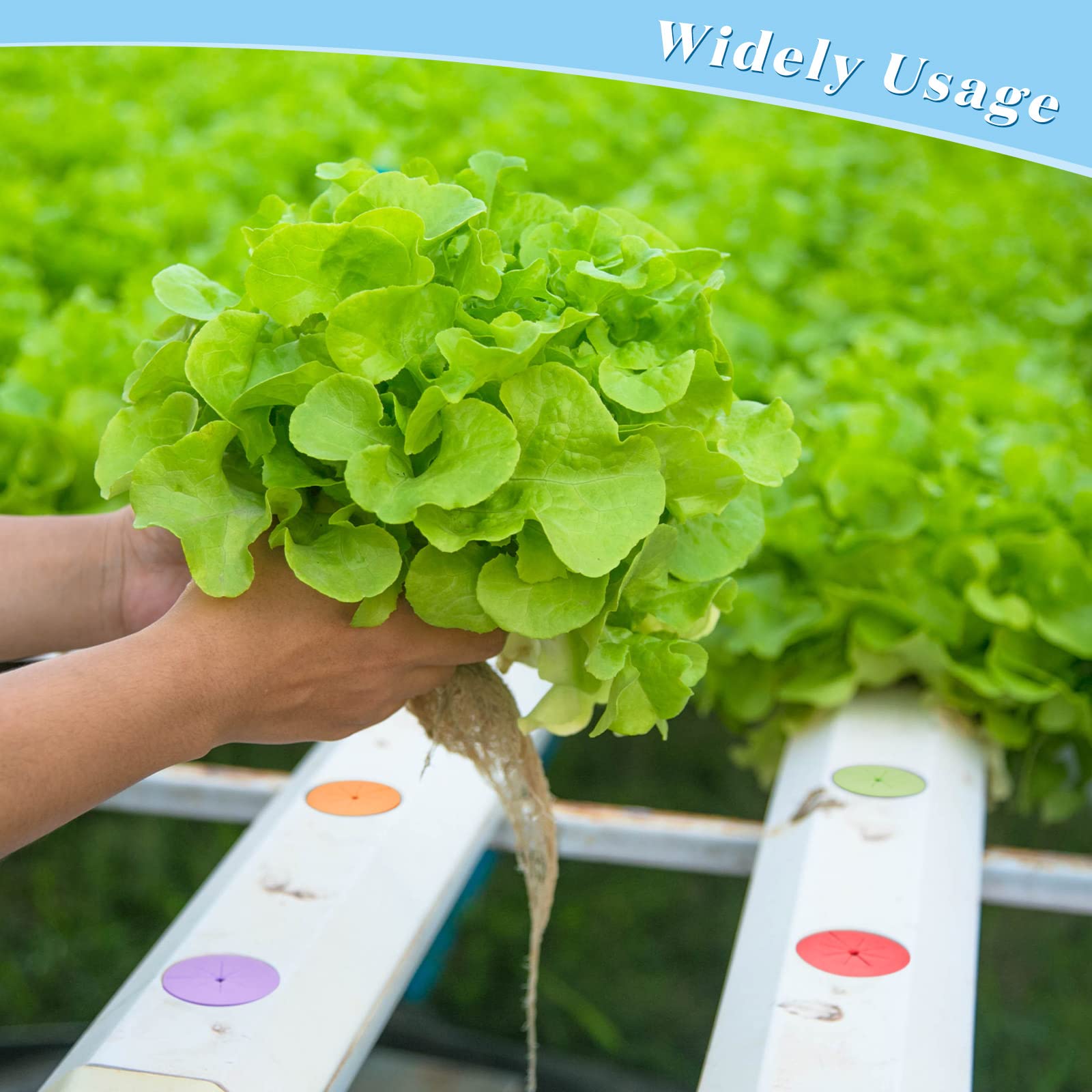 Lallisa collars on a gardening bench demonstrating efficient propagation workflow