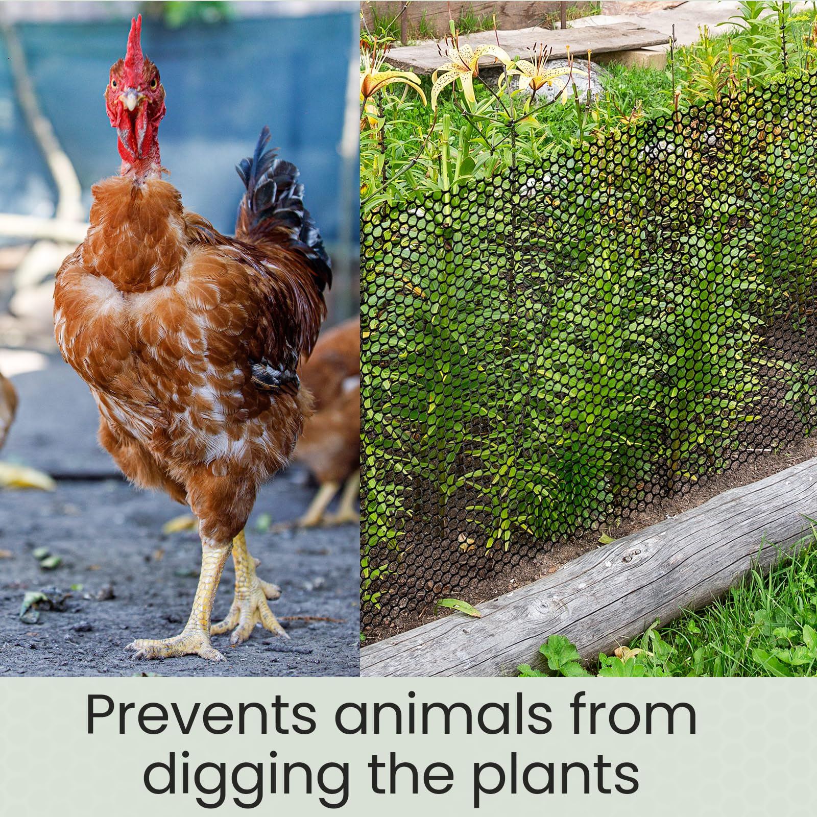 Landical backyard chicken enclosure illustrating safe containment and tidy look